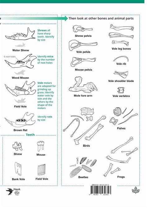 Owls and owl pellets guide – Field Studies Council