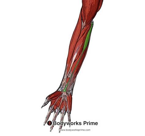 Palmaris Longus Muscle Anatomy Bodyworks Prime