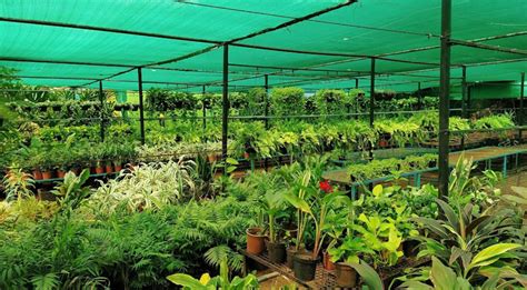 Wholesale Plant Nursery Chennai Karuna Nursery Garden