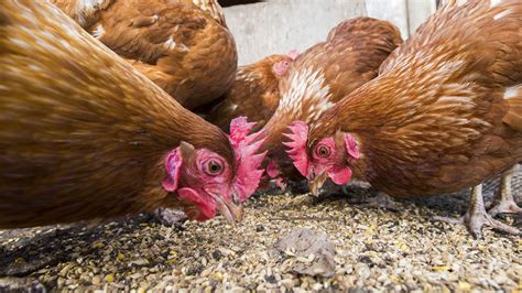 Kropverstopping Bij Kippen Kippenziekten Nl