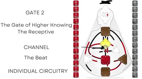 Human Design Gate Series Gate 2 The Receptive YouTube