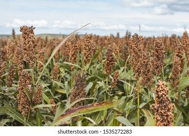 Ripe Grain Sorghum Ready Harvest Stock Photo 1535272283 Shutterstock