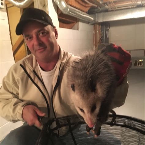 Opossum Removal And Control Services Proven Wild Life Removal Inc