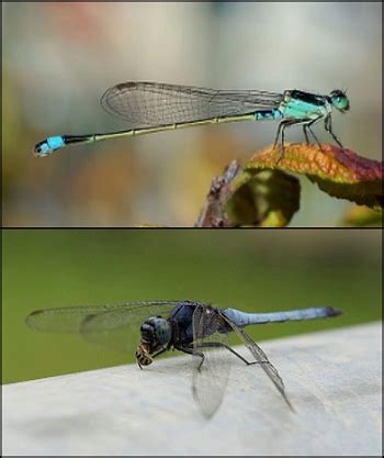 Aquatic Insects: Identification & Examples | Study.com