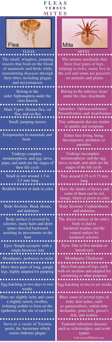 What is the Difference Between Fleas and Mites - Pediaa.Com
