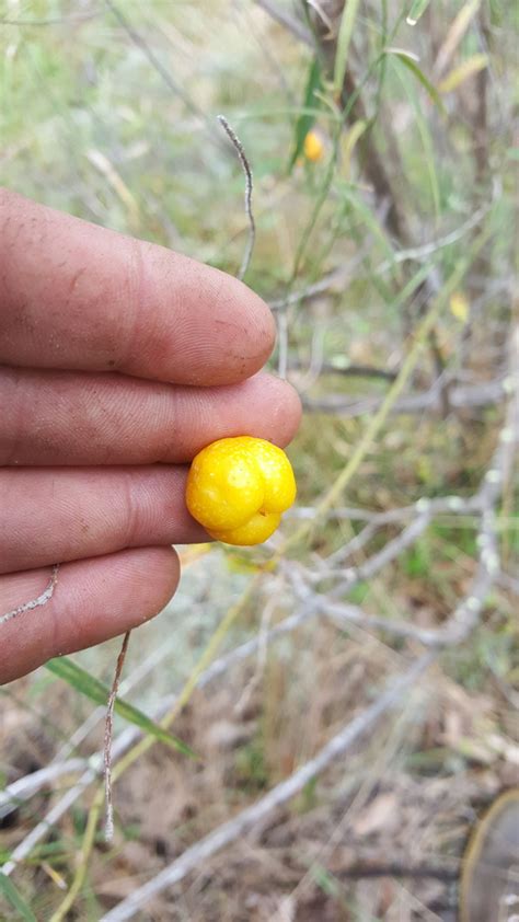 Wombat Berry In August By Kjell Knable Inaturalist