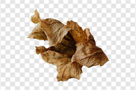 #3818 Dried Leaves Isolated Graphic by Kzara Visual · Creative Fabrica