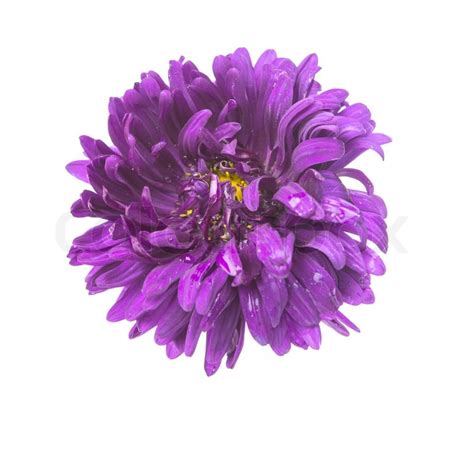 Purple aster isolated | Stock Photo | Colourbox