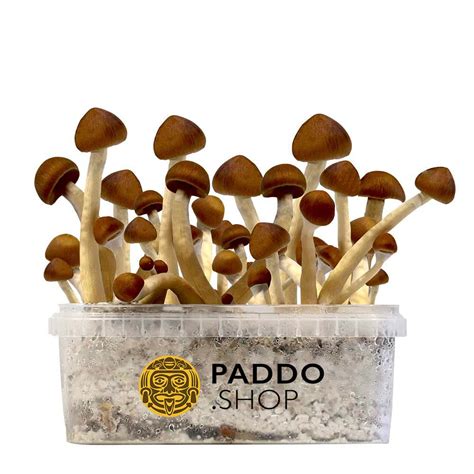 Colombian Paddo Growkit Kopen Paddo Shop