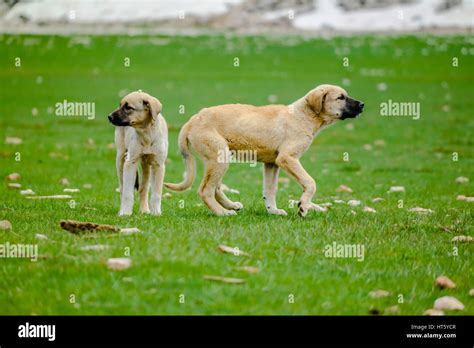 Kangal turco fotografías e imágenes de alta resolución Alamy