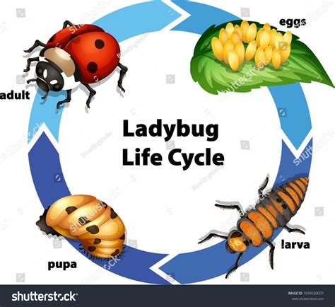 Vektor Stok Diagram Showing Life Cycle Ladybug Illustration Tanpa