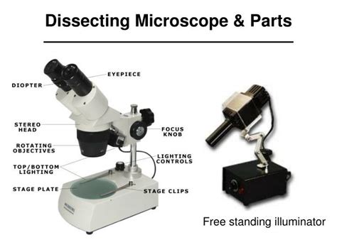 PPT - Dissecting Microscope PowerPoint Presentation - ID:6826595