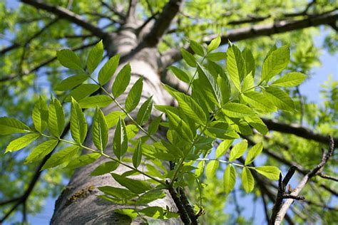 Ash Tree Care How To Protect Your Ash Tree Aaa Tree Lopping Ipswich