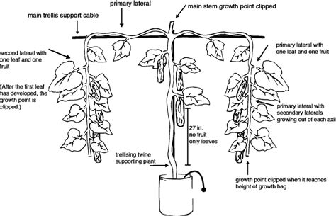 Umbrella renewal system of pruning in cucumber. | Download Scientific Diagram