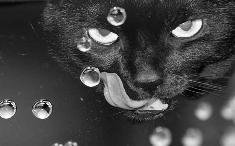 Wallpaper Nose Whiskers Black Cat Eye Darkness Black And White