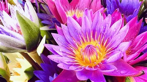 4k Beautiful Colored Lotus Flowers Nature Stock Footage Video (100% ...