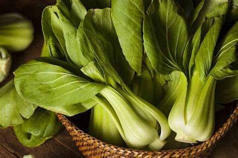 The Difference Between Bok Choy And Baby Bok Choy Gardeners Path