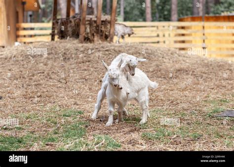 Two White Little Goats Play With Each Other On The Farm Breeding Goats And Sheep Housekeeping