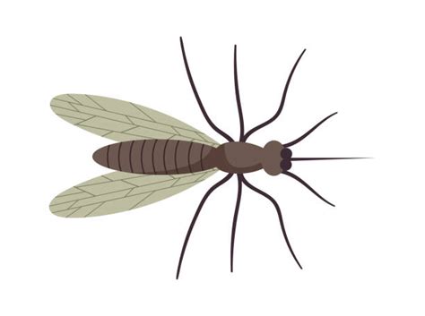 70 Dead Gnat Illustrations Royalty Free Vector Graphics And Clip Art