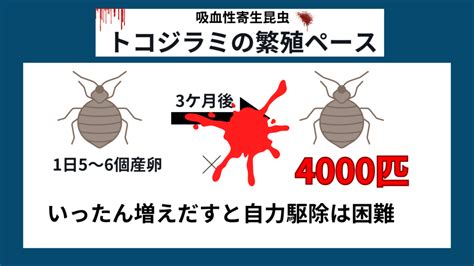 ホテルでのトコジラミ対策 プロが教える方法 佐賀・熊本・福岡でお困りの方・害虫害獣駆除専門業者プログラントへお任せ