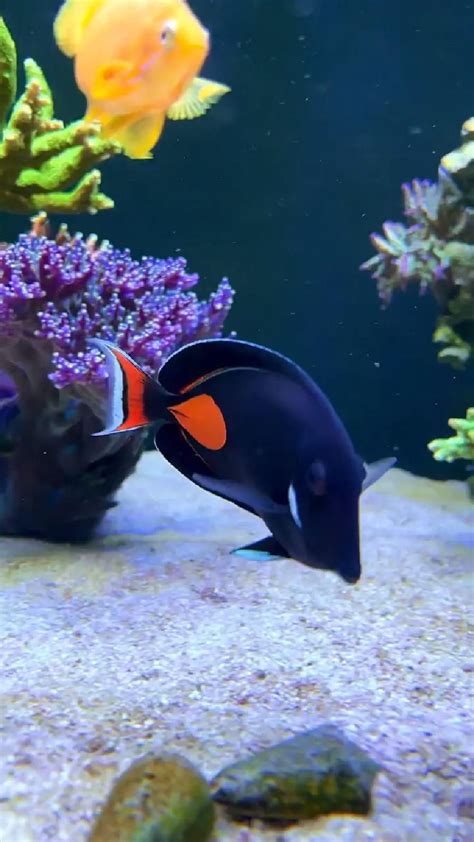 Awesome little fish – Artofit