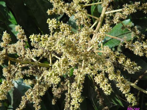 Clicks By Kln Rao And Me Mango Flowering