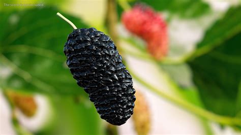 Mulberry Fruit Black 3D Model $29 - .3ds .blend .c4d .fbx .max .ma .lxo .obj - Free3D