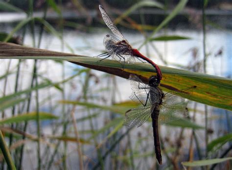 Dragonfly Sex Some Mating Going On Here Two Dragonflies C Flickr