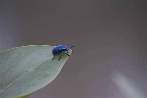 Leaf Beetles in nature. 10725316 Stock Photo at Vecteezy