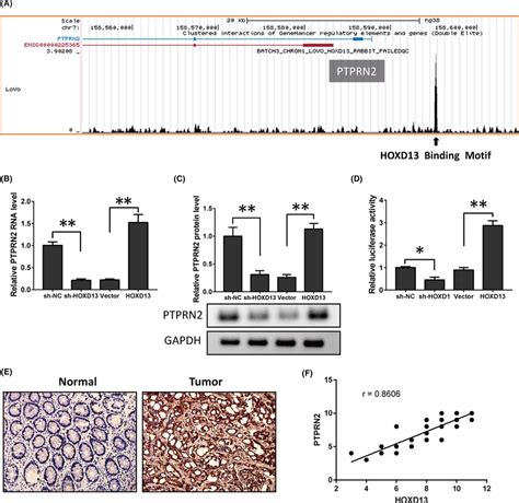 Hoxd13 Regulates Ptprn2 Expression A Hoxd13 Binds The Ptprn2