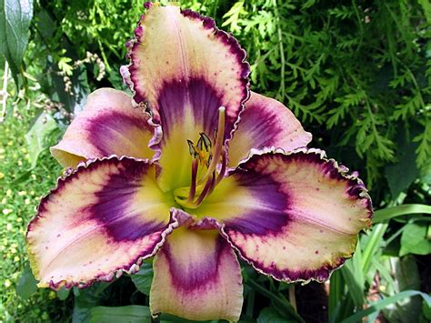 Cottage In The Meadow Gardens Naked Water
