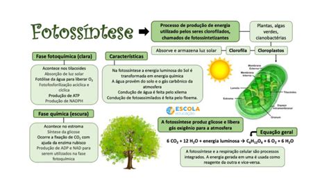 Mapa mental Fotossíntese Baixe grátis o mapa em PDF