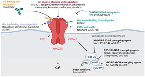 Ijms Free Full Text Targeting Nmda Receptors At The Neurovascular