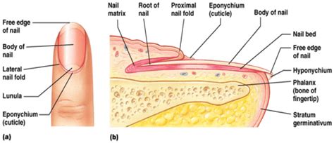 Skin Appendages - www.medicoapps.org