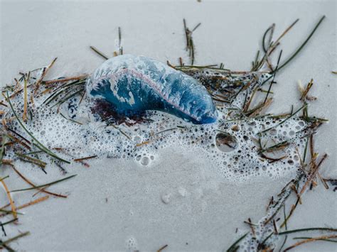 Blue Bottle Jellyfish Sightings in Sanur: What You Need to Know — Bali Belly Doctor