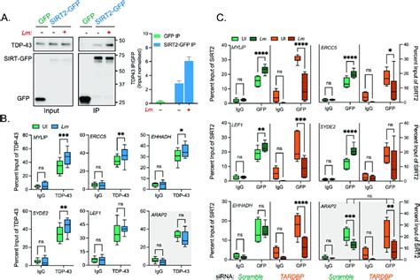 Tdp 43 Interacts With Sirt2 And Is Required For Chromatin Interactions