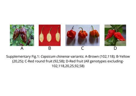 Estimation Of Genetic Variation In Yield Its Contributing Characters