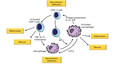 Cd T Lymphocyte And Macrophage Teamwork In A Chronic Microvascular