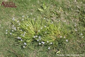 Annual Blue Eyed Grass Aggieturf