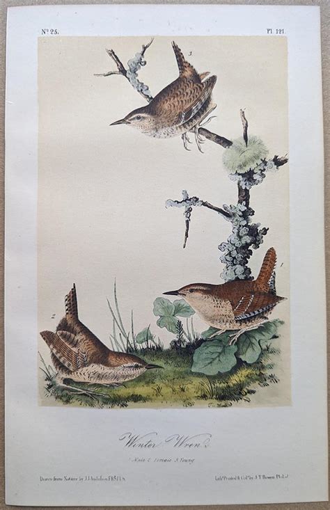 Audubon Octavo Print Winter Wren Plate 121 3rd Edition Audubon