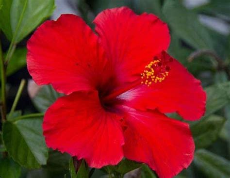 Creative Farmer Hibiscus Dwarf Red Jaswand Outdoor Live Flowering Plant