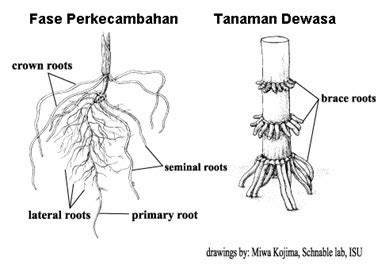 BIOLOGI GONZAGA: JAGUNG