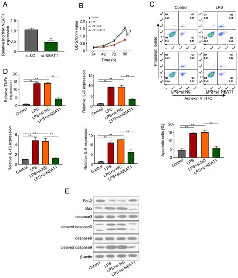 Neat Knockdown Promotes Cell Viability And Inhibits Cell Apoptosis