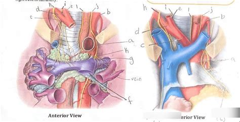 Kin Bellringer Heart Vessels Nerves Diagram Quizlet