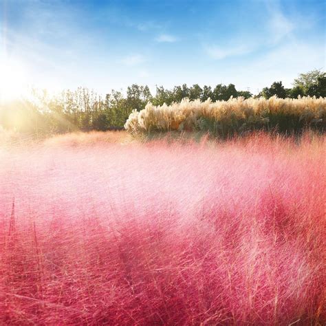 5 Cities To Catch Pink Muhly Grass In Korea This Autumn