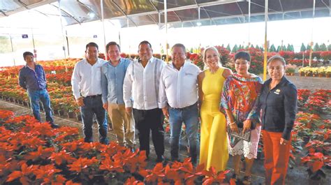 Es Morelos primer lugar nacional en producción de flor de Nochebuena