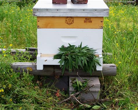 The Peace Bee Farmer Hiving A Swarm Of Bees