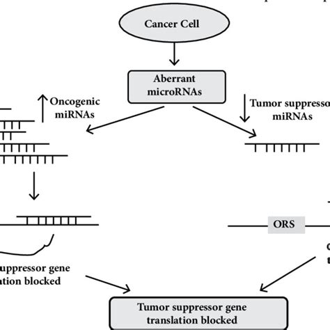 The Mirnas Can Act As Tumor Suppressors And Oncogenes Down Regulation