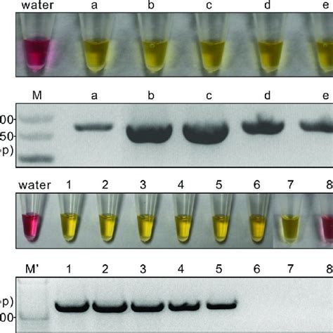 Lamp A And C And Rt Pcr B And D Tests On Total Rna Extracted From