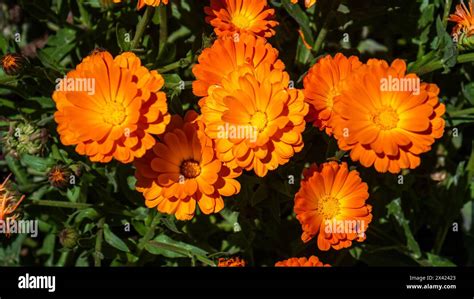 Calendula Officinalis Also Known As The Pot Marigold Common Marigold Ruddles Marys Gold Or